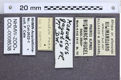 Etikette zu Monadicus gagates (NHMW-ZOO-COL-0008538)
